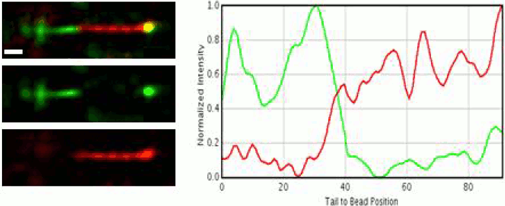 50 nm bead with actin under TIRF